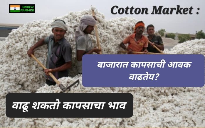 Cotton Market
